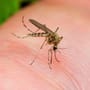 Mückenstiche: Diese Mittel sind wirkungslos gegen Mücken | Mückenabwehr