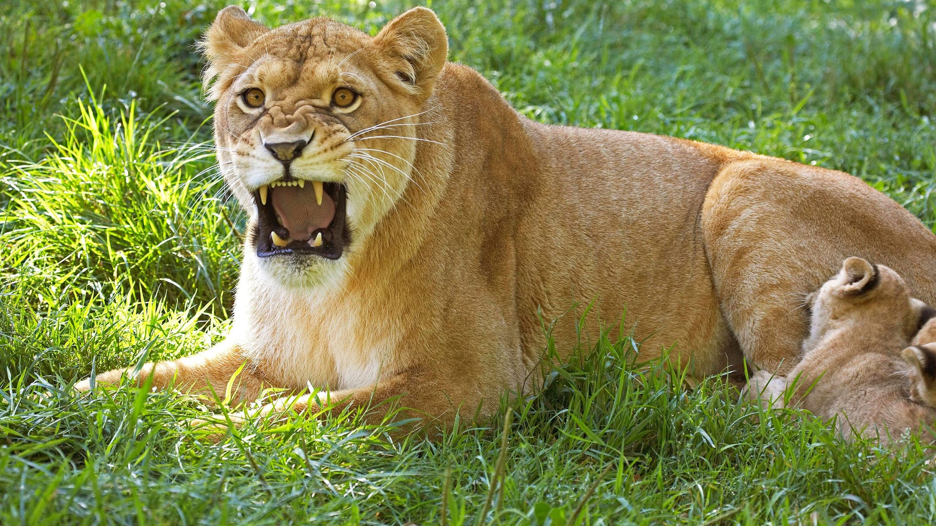 Berlin: Ein vermeintlicher Löwe entpuppte sich als Wildschwein. Daran zweifeln einige.