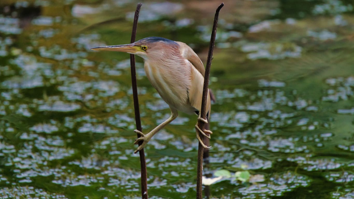 Ein Rohrdommel hält sich an zwei Ästen fest (Symbolfoto): Die Vogelart ist stark vom Aussterben bedroht.