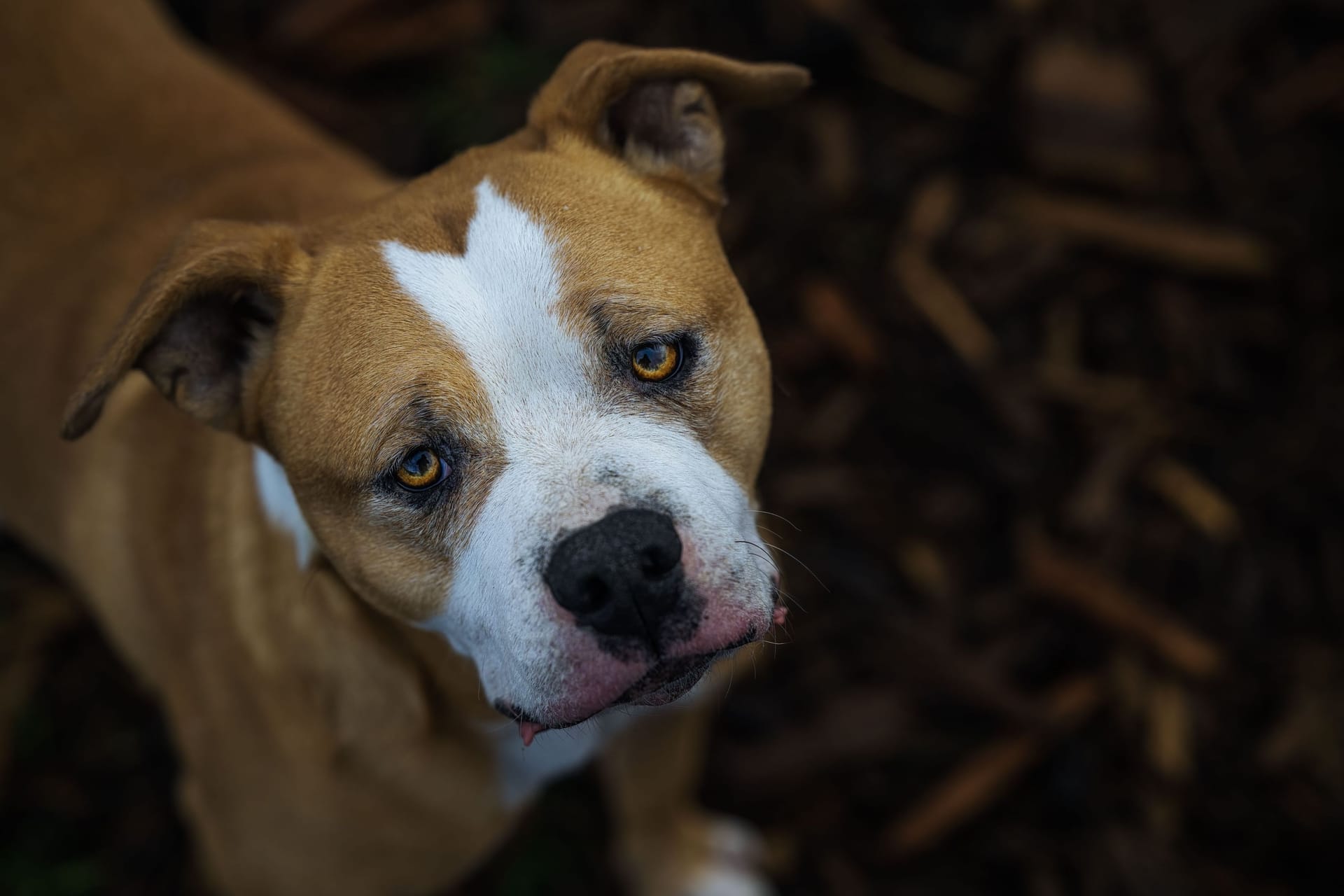 Ein Staffordshire Terrier (Symbolbild): In Hannover kam es vor wenigen Tagen zu einer Beißattacke.