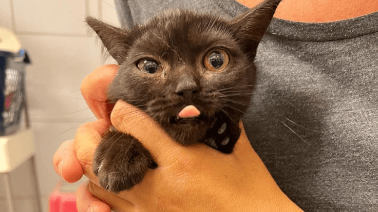 Die kleine "Dakaria": Die Katze muss sich einer Operation unterziehen lassen. Die kleine "Dakaria": Die Katze muss sich einer Operation unterziehen lassen.