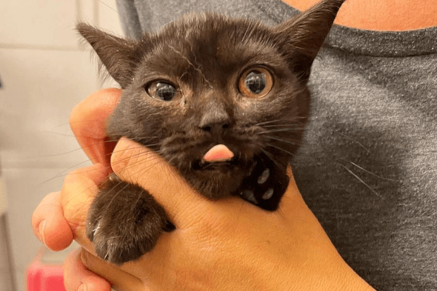 Die kleine "Dakaria": Die Katze muss sich einer Operation unterziehen lassen.