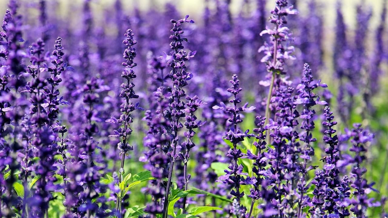 Lavendel kann Schnecken aus dem Garten fernhalten.