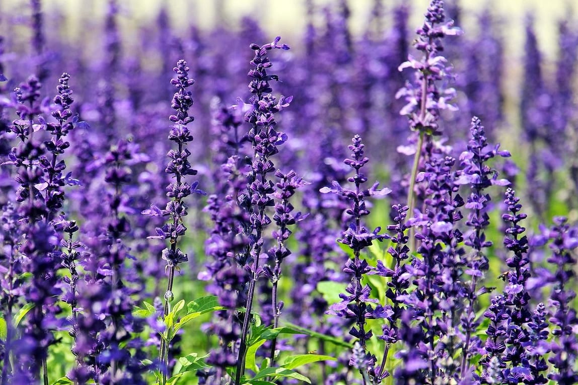 Lavendel kann Schnecken aus dem Garten fernhalten. Lavendel kann Schnecken aus dem Garten fernhalten.