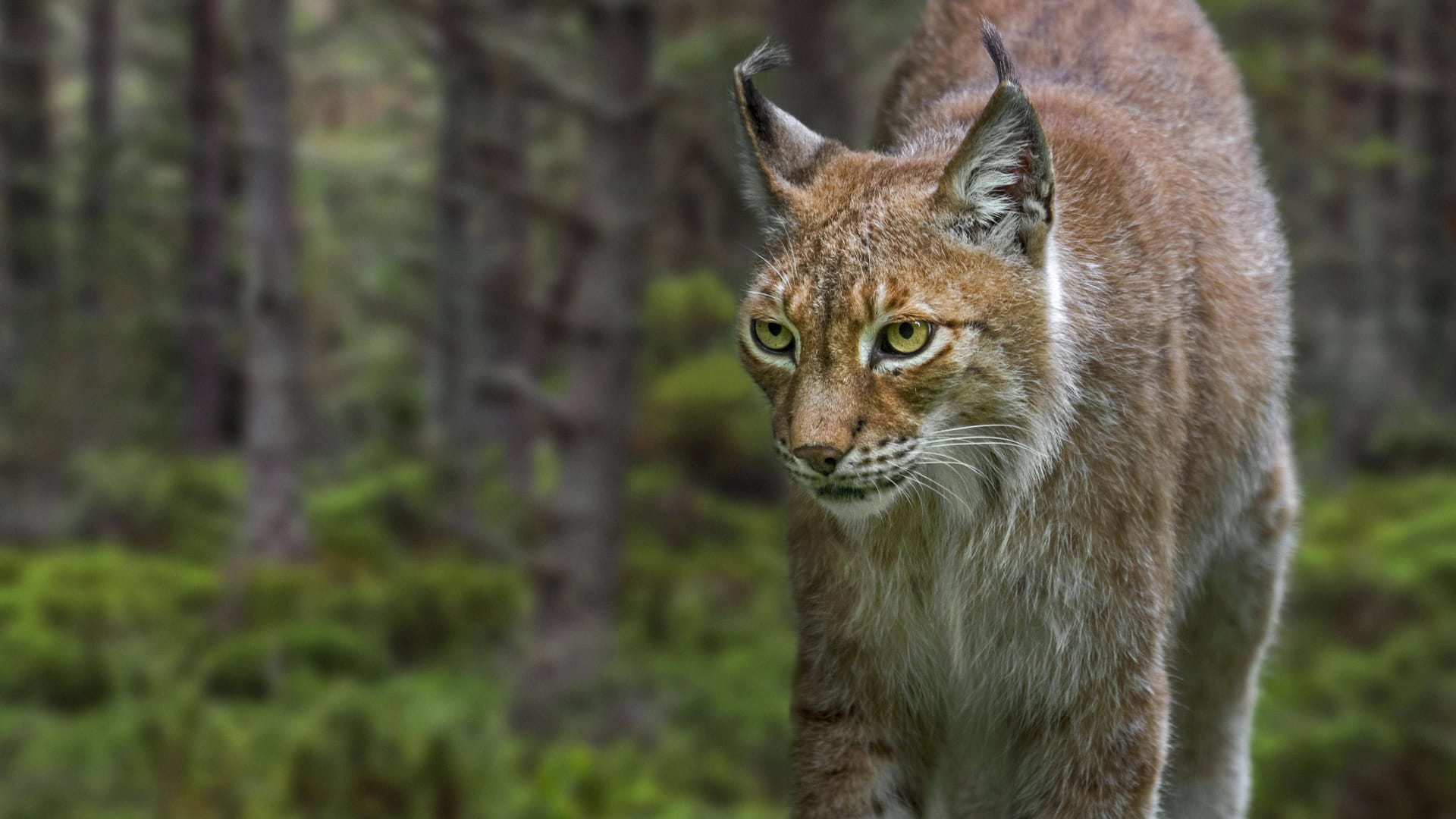 Ostsibirischer Luchs (Archivbild): Ein solches Tier ist 2017 aus dem Gelsenkirchener Zoo entkommen.