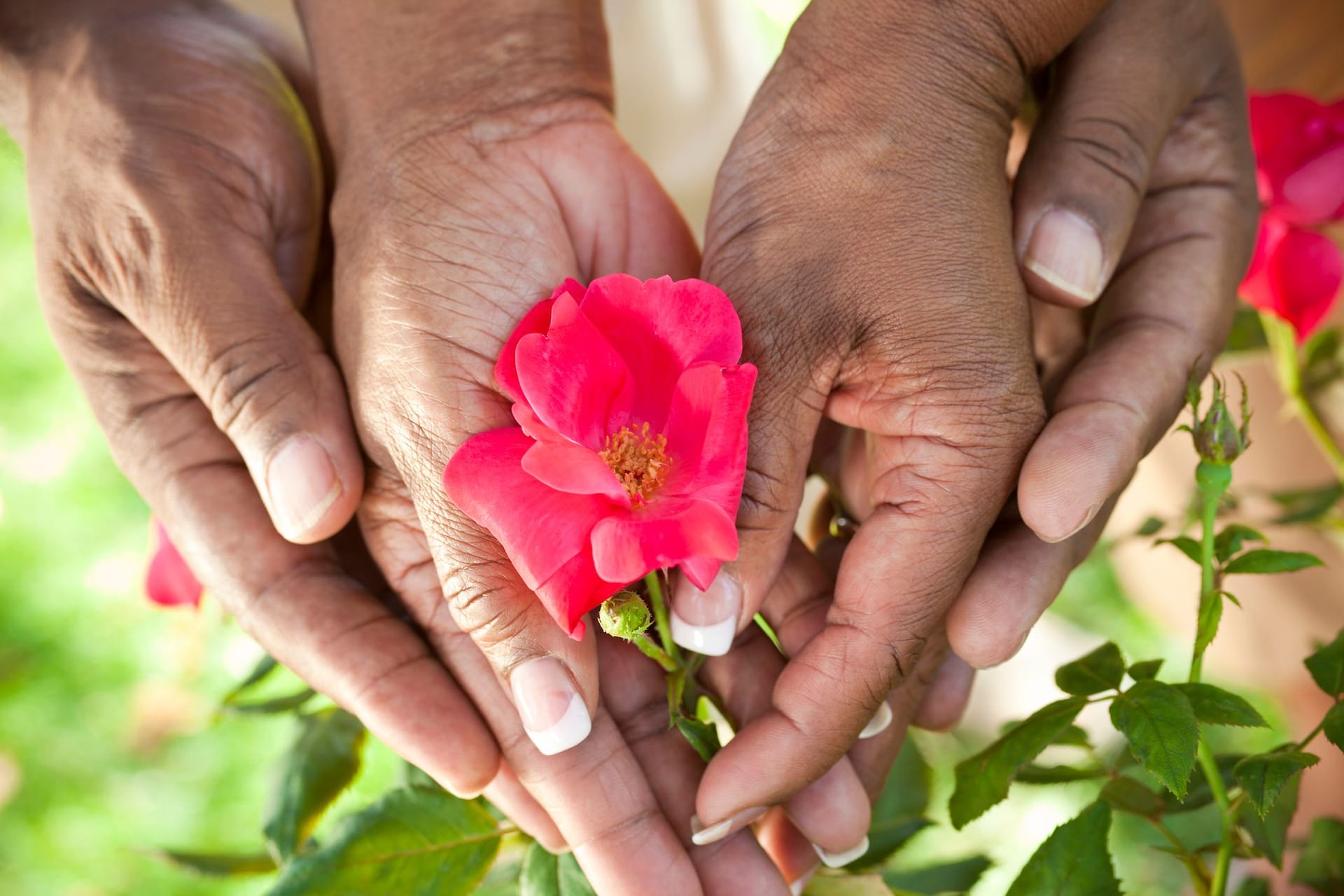 Zur Rosenhochzeit wird traditionell eine Rose in den Garten gepflanzt.