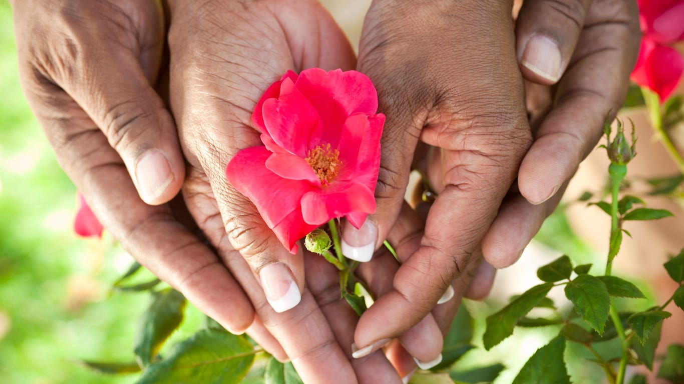 Zur Rosenhochzeit wird traditionell eine Rose in den Garten gepflanzt.
