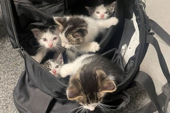 Die Kätzchen in einer Polizeitasche: Sie sind erst wenige Wochen alt und noch zu jung, um ohne ihre Mutter zu sein.