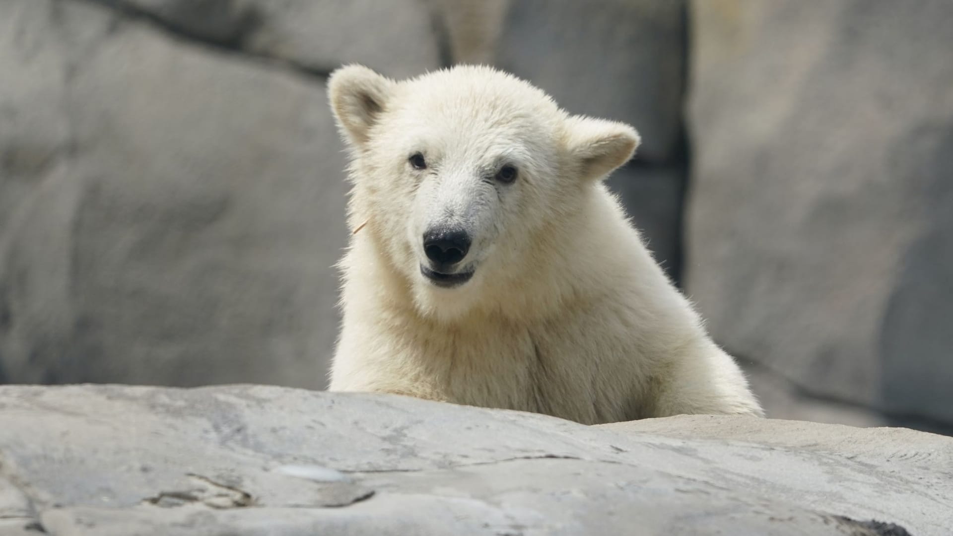 Kleine Eisbärin in Hagenbeck