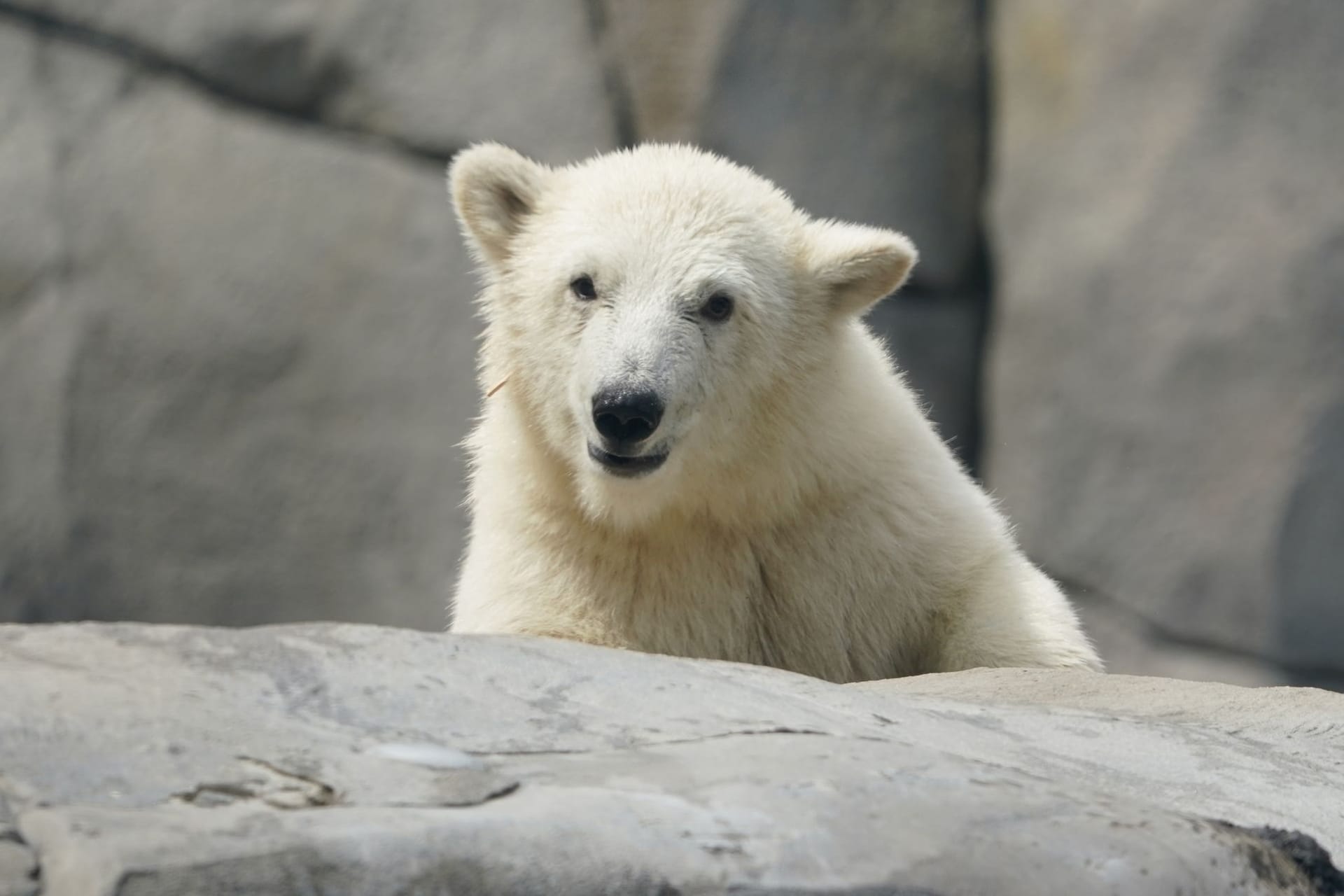 Kleine Eisbärin in Hagenbeck