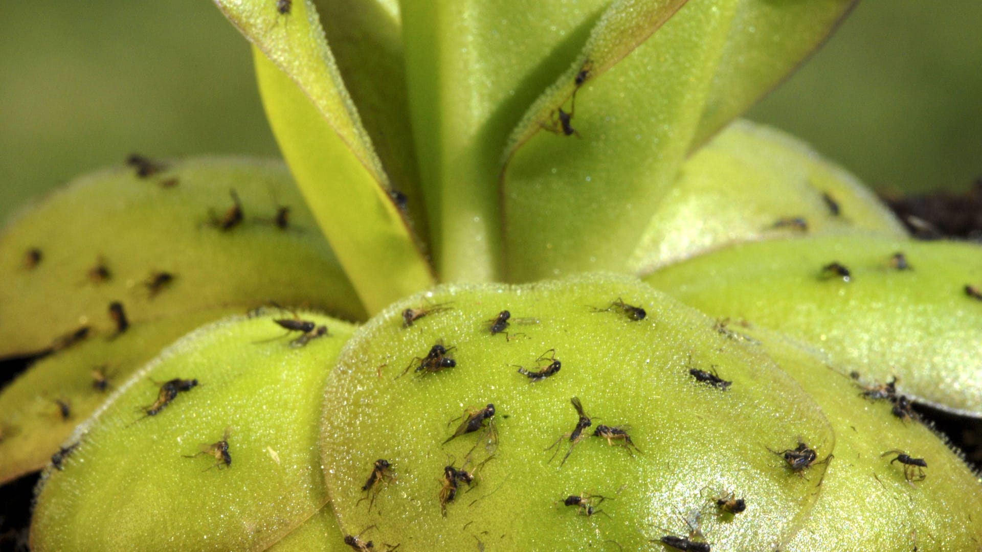 Fettkraut (Pinguicula spec.): Einige Pflanzen bekämpfen Fruchtfliegen.