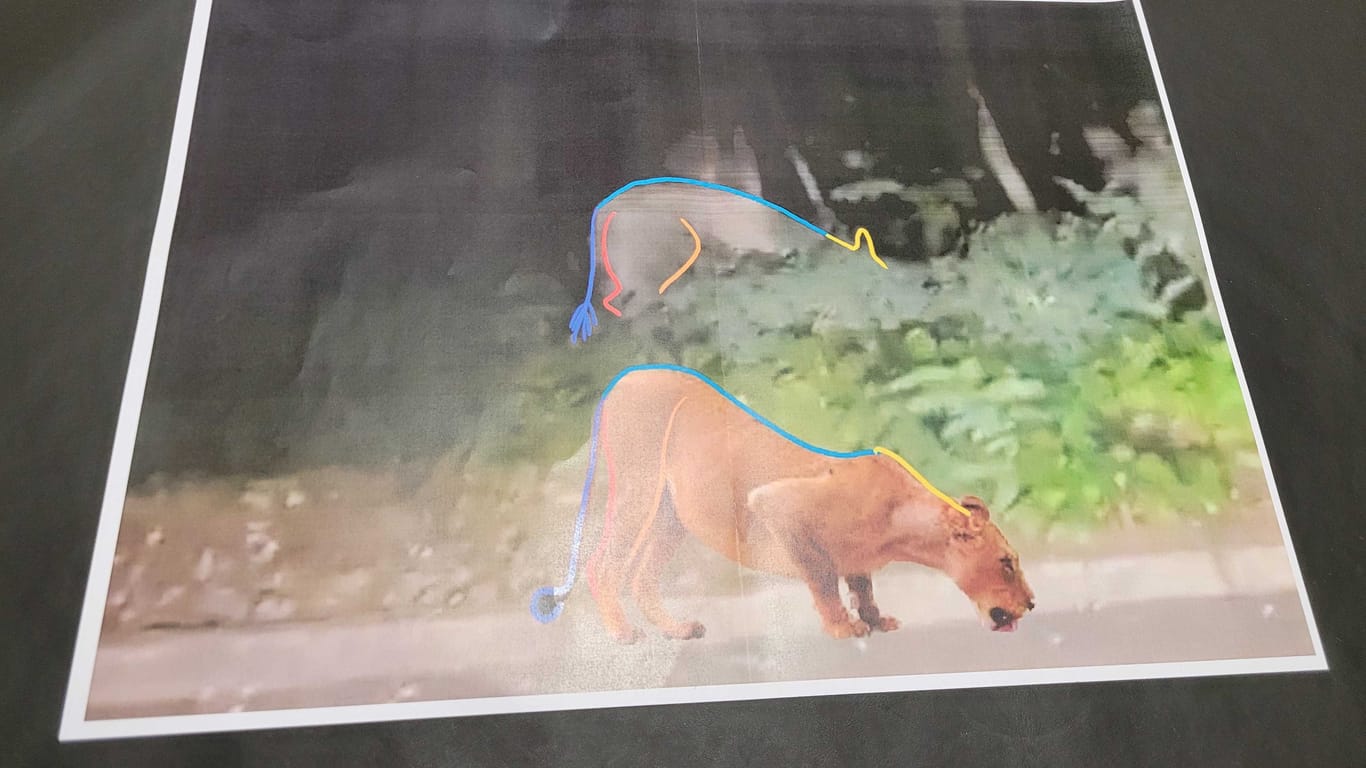 Foto: In Kleinmachnow bei Berlin ist eine angebliche Löwin gesichtet worden.