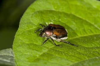 Japankäfer: Wenn Sie dieses Insekt entdecken, sollten Sie handeln.
