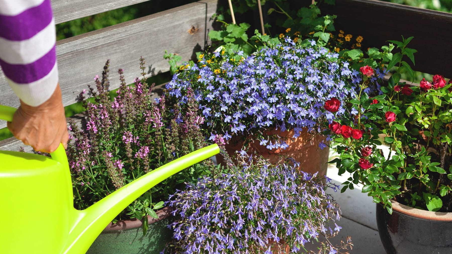 Trockene Blumenerde nimmt kein Wasser auf? So klappt