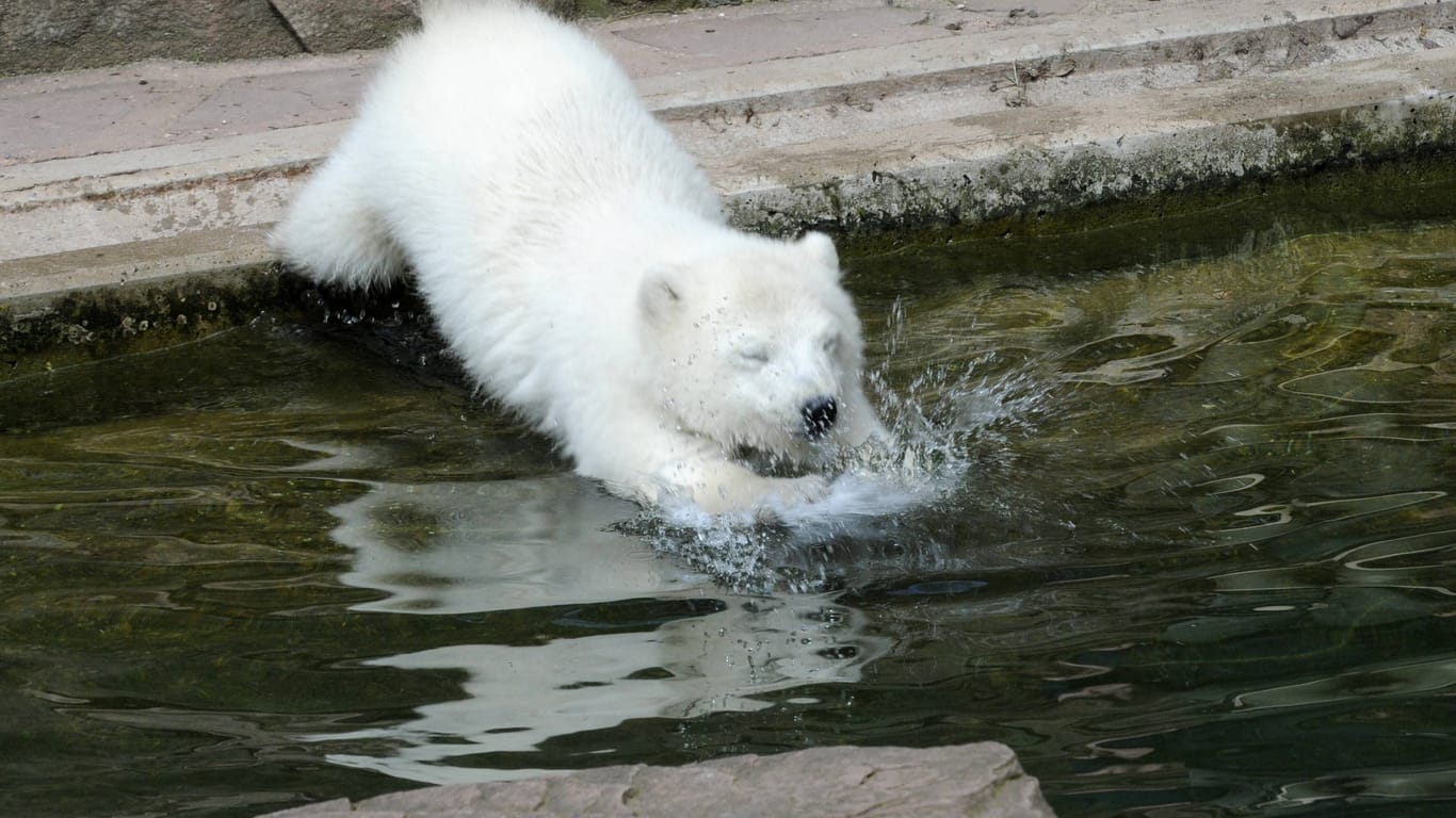 Eisbär Flocke springt ins Wasserbecken im Tiergarten Nürnberg (Symbolbild).