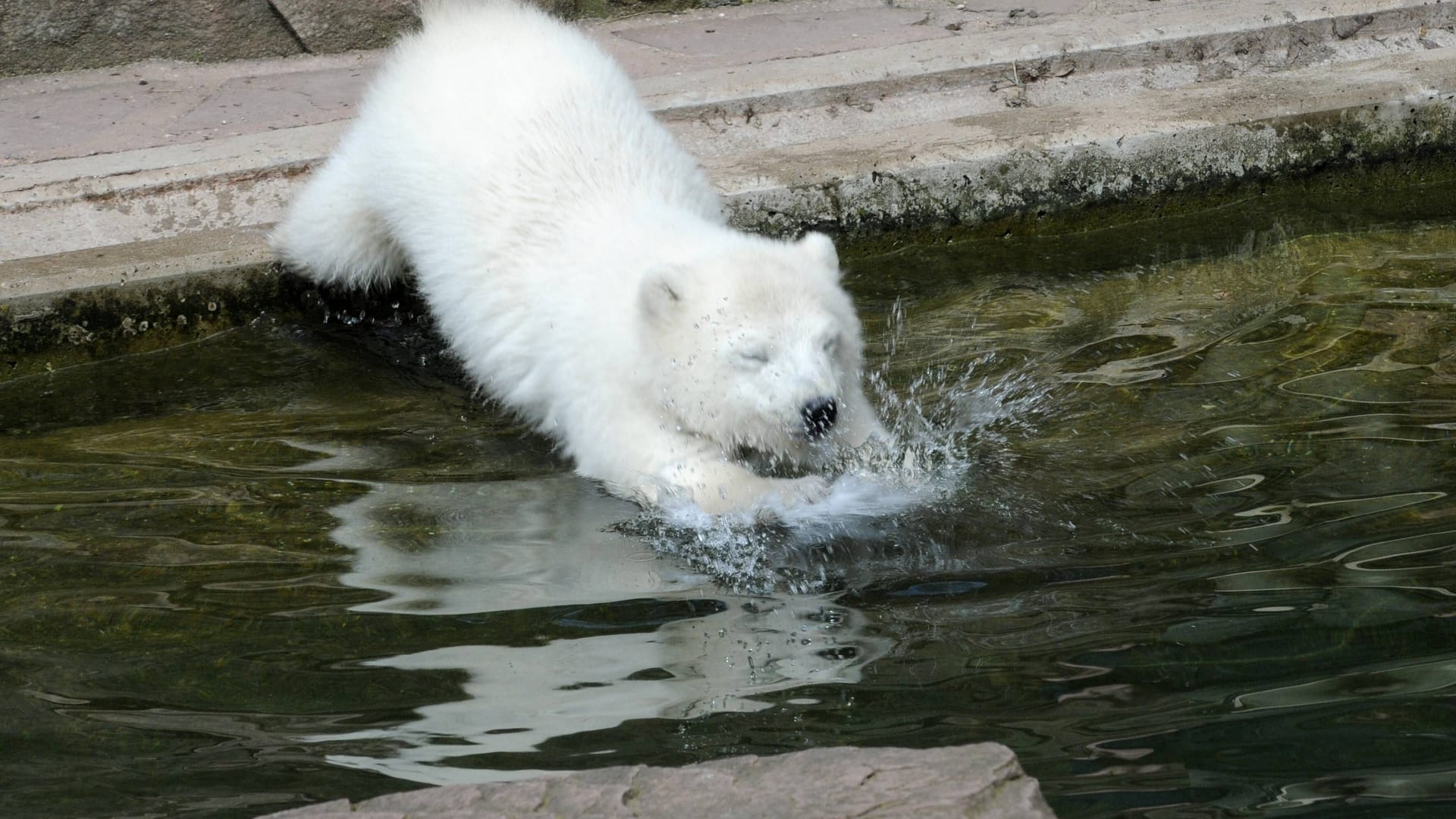 Eisbär Flocke springt ins Wasserbecken im Tiergarten Nürnberg (Symbolbild).