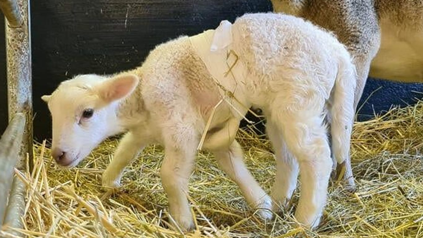 Dolly: Das Lamm wurde mit sechs Beinen geboren.