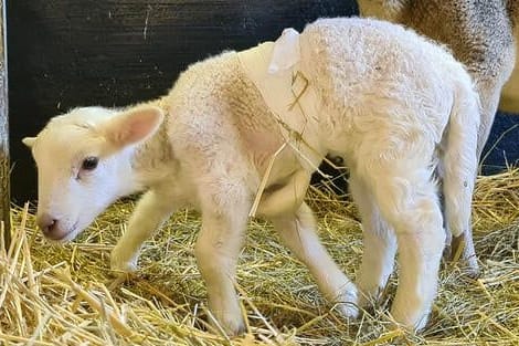 Dolly: Das Lamm wurde mit sechs Beinen geboren.