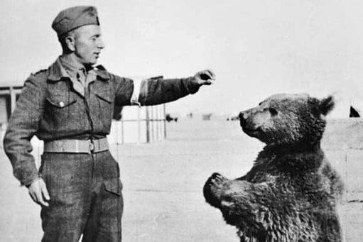 Wojtek mit einem polnischen Soldaten: Der Bär wurde zum Maskottchen der 22. Artillerie-Versorgungskompanie im 2. Polnischen Korps.