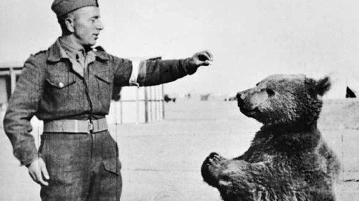 Wojtek mit einem polnischen Soldaten: Der Bär wurde zum Maskottchen der 22. Artillerie-Versorgungskompanie im 2. Polnischen Korps.