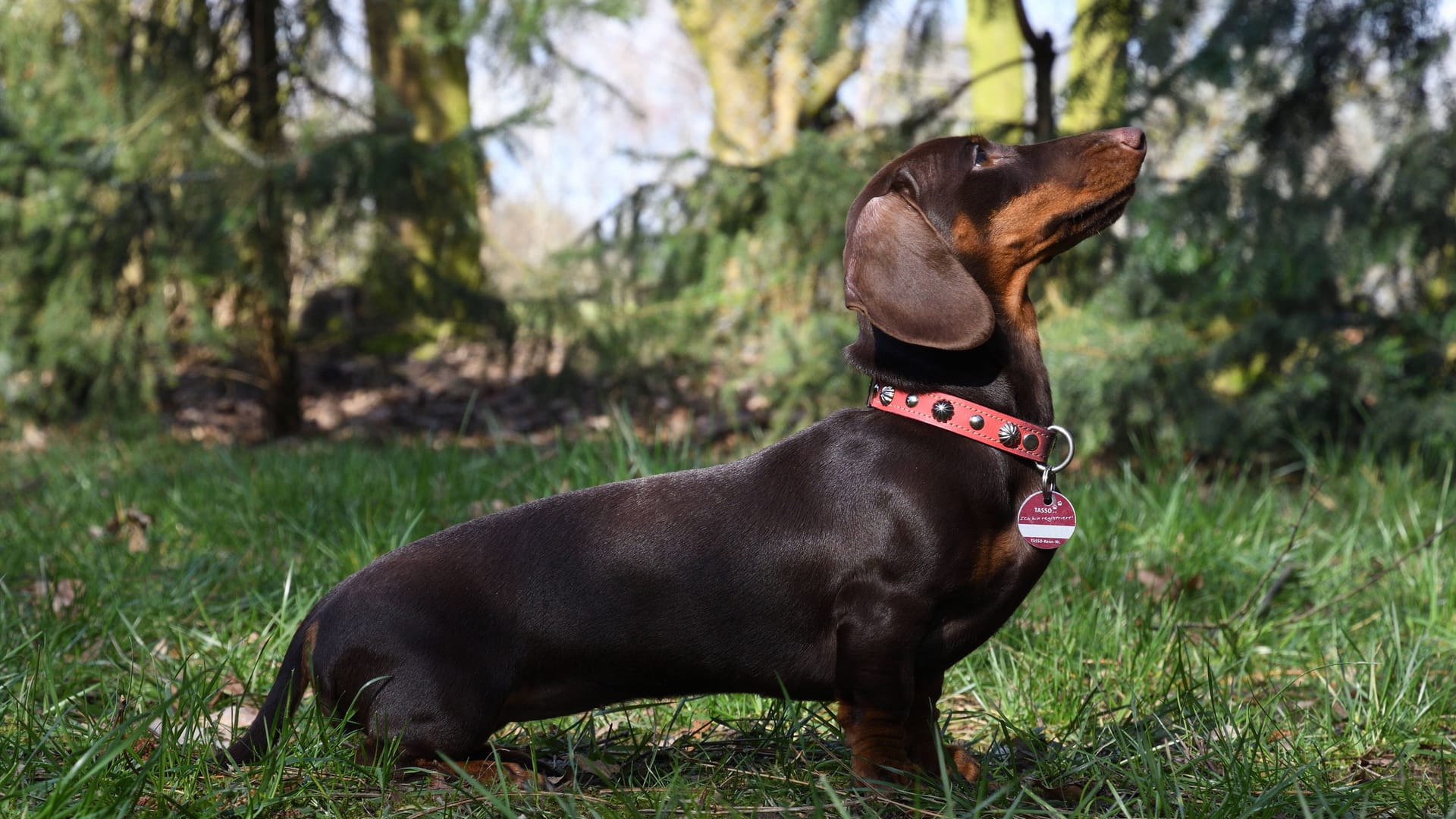 Hunde: Die Gefahr für Krankheiten durch Zeckenbisse ist ganzjährig hoch.