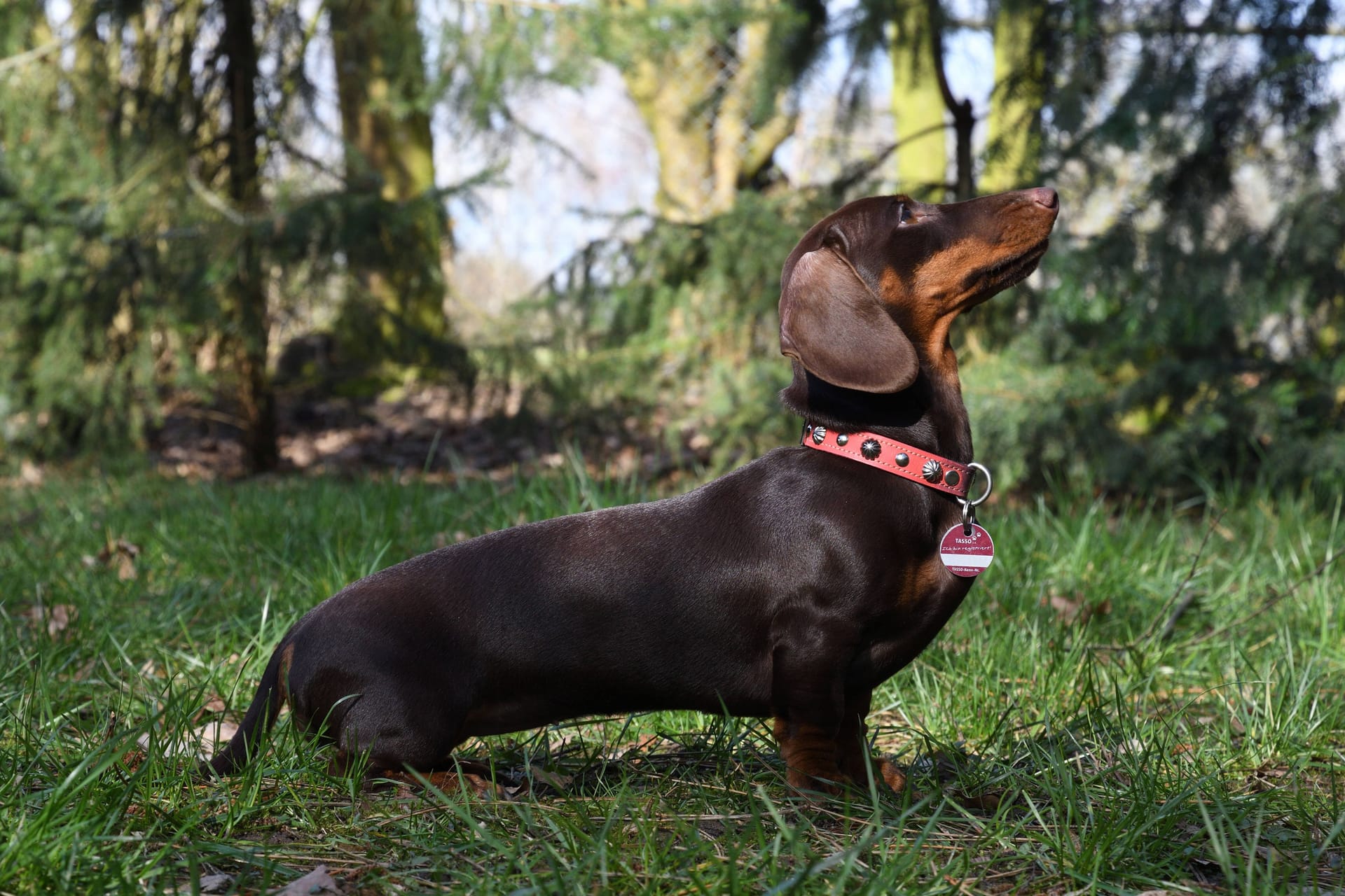 Hunde: Die Gefahr für Krankheiten durch Zeckenbisse ist ganzjährig hoch.