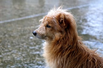 Ein Hund sitzt im Regen (Archivbild): Zum Wochenende hin können sich Menschen und Vierbeiner auf freundlicheres Wetter freuen.