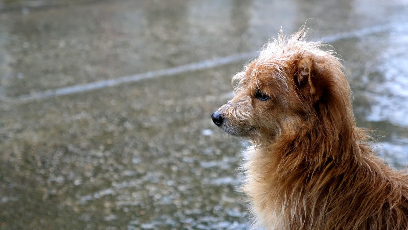 Ein Hund sitzt im Regen (Archivbild): Zum Wochenende hin können sich Menschen und Vierbeiner auf freundlicheres Wetter freuen.