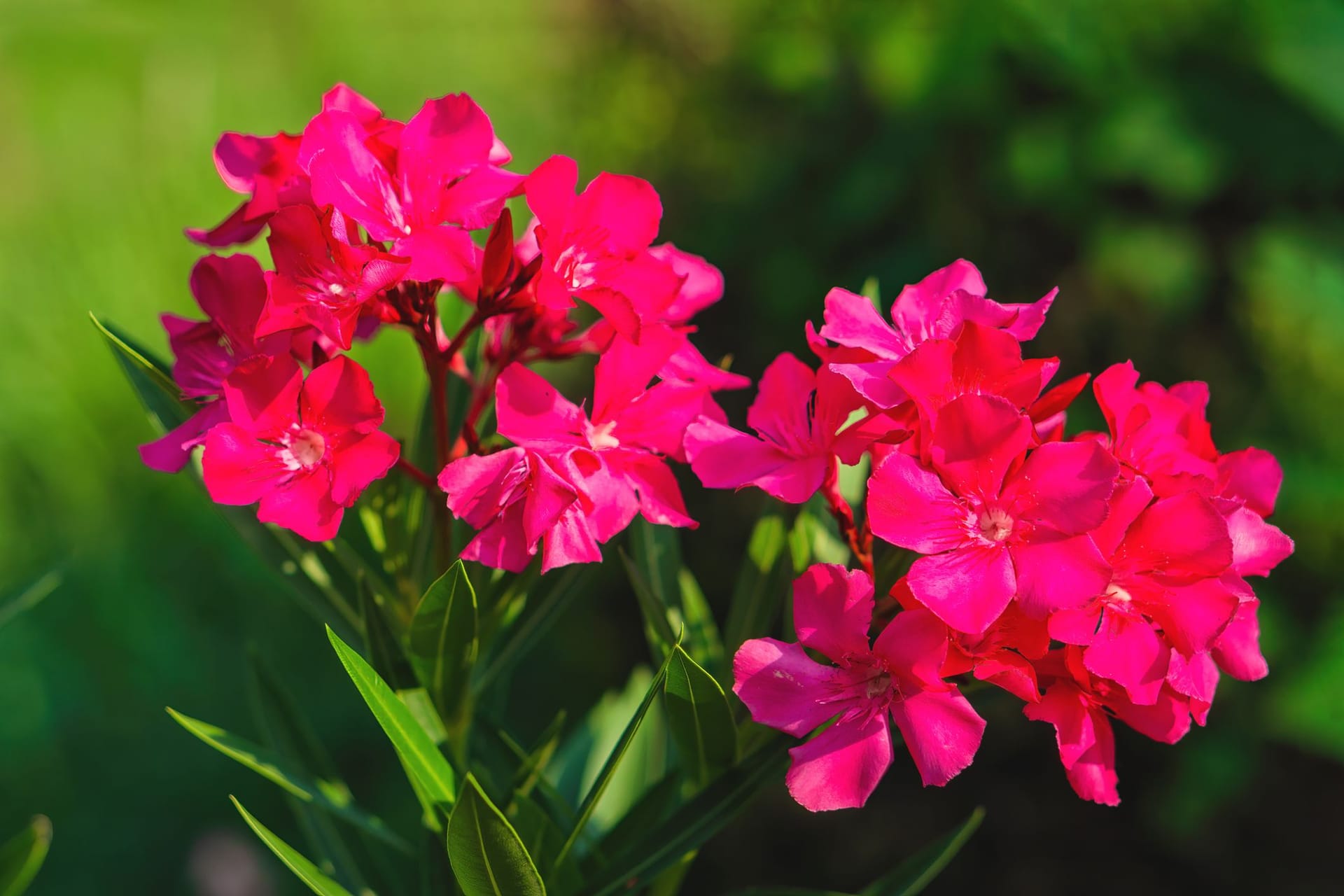 Mit der richtigen Portion Dünger und reichlichen Wassergaben blüht der Oleander im Topf den ganzen Sommer lang.