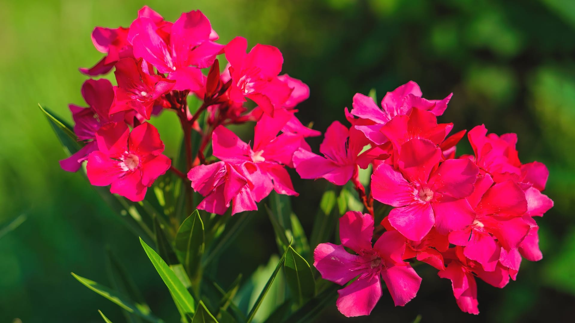 Mit der richtigen Portion Dünger und reichlichen Wassergaben blüht der Oleander im Topf den ganzen Sommer lang.