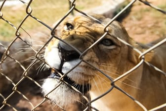 Löwin in einem Gehege (Symbolbild): Auch in Deutschland gibt es illegal gehaltene Wildkatzen.