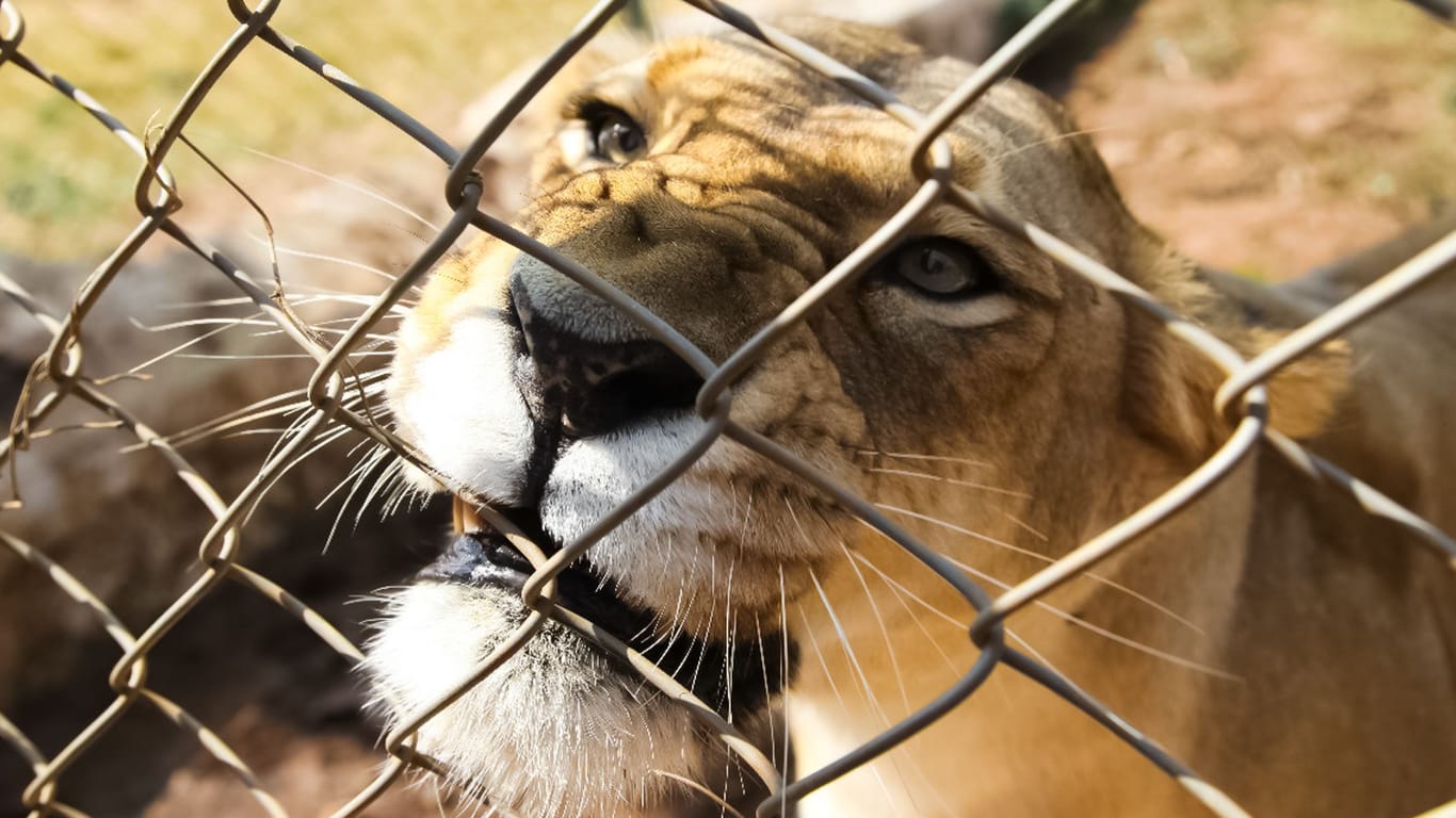 Löwin in einem Gehege (Symbolbild): Auch in Deutschland gibt es illegal gehaltene Wildkatzen.