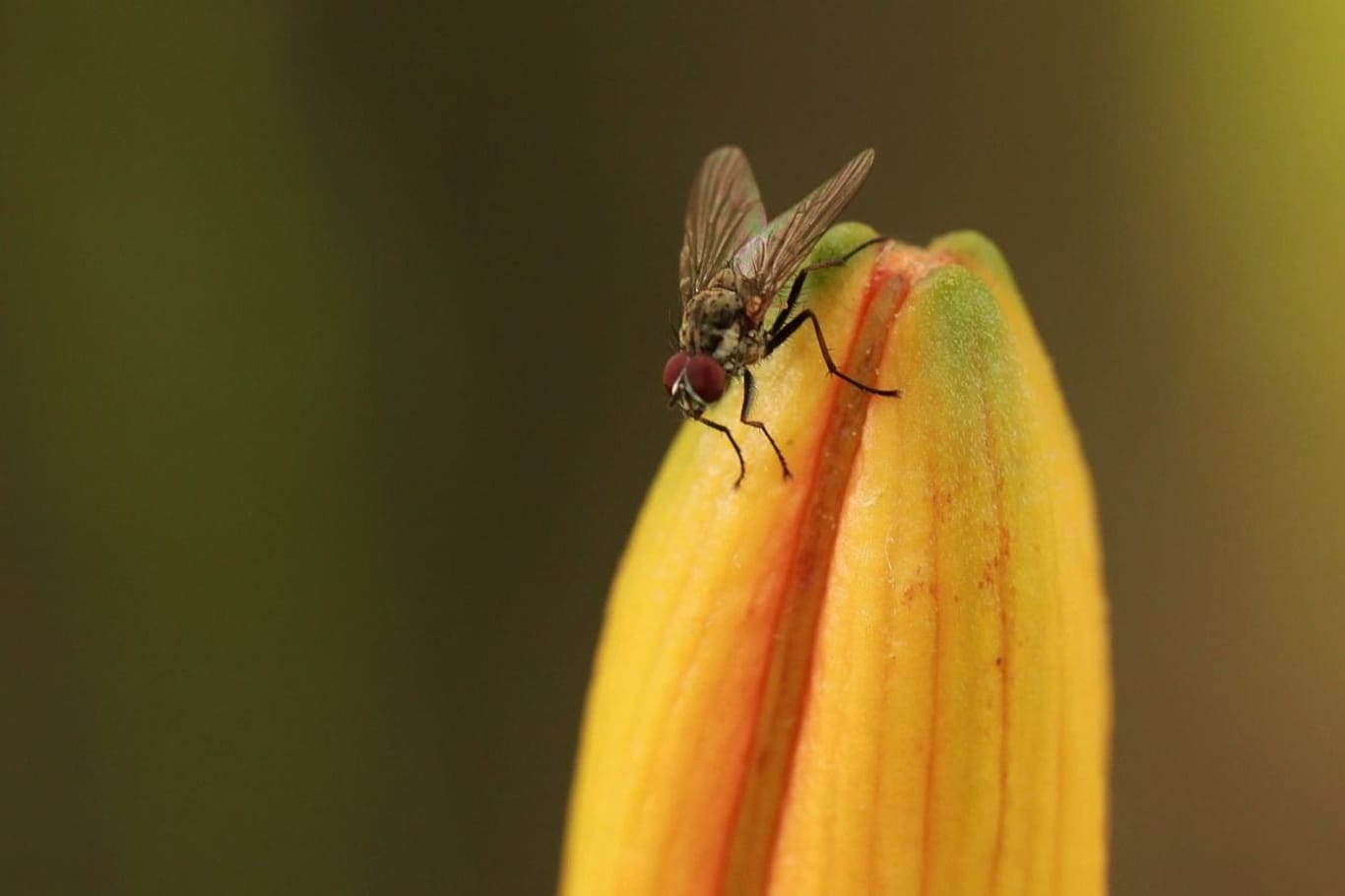 Stubenfliegen sind zwar besonders lästig, aber auch einfach zu vertreiben!