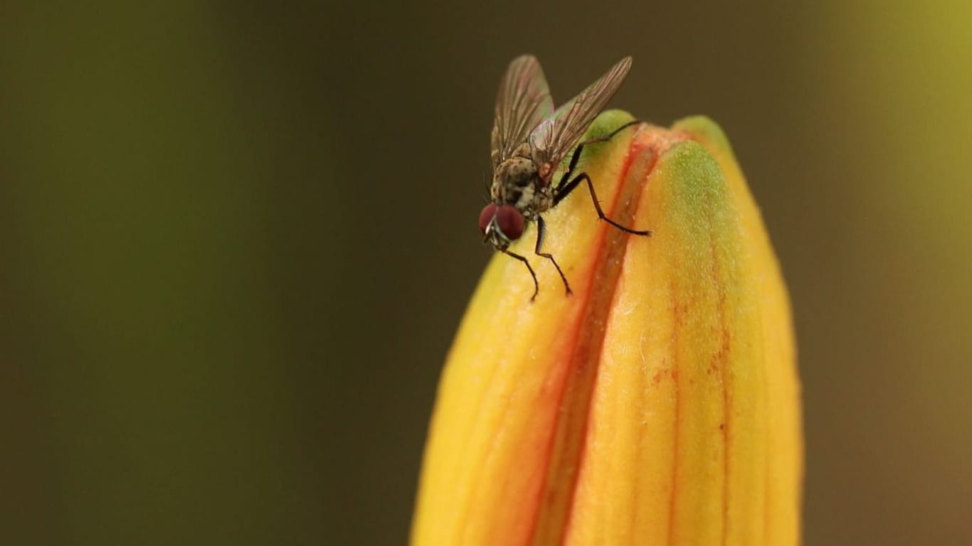 Stubenfliegen sind zwar besonders lästig, aber auch einfach zu vertreiben!