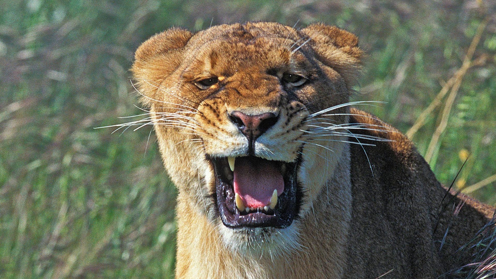 Löwin (Symbolbild): Die Reaktionen im Internet auf die Wildtier-Nachricht sind gemischt.