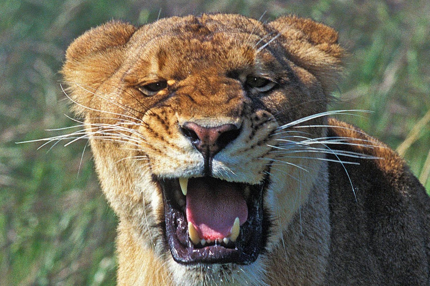 Löwin (Symbolbild): Die Reaktionen im Internet auf die Wildtier-Nachricht sind gemischt.