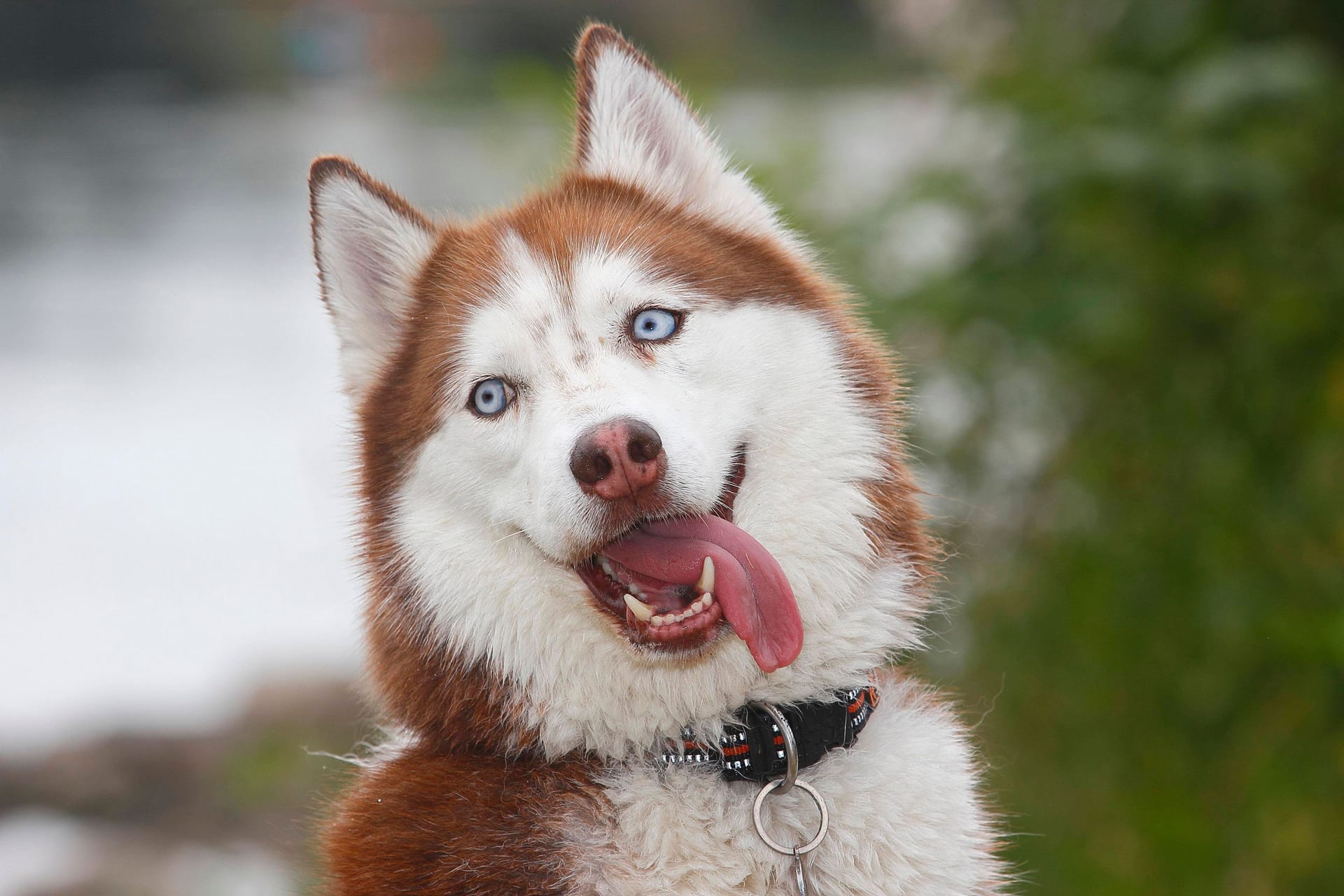 Ein Husky (Symbolfoto): Wieso die bisherigen Halter Lola nicht mehr haben wollten, ist vollkommen unklar.