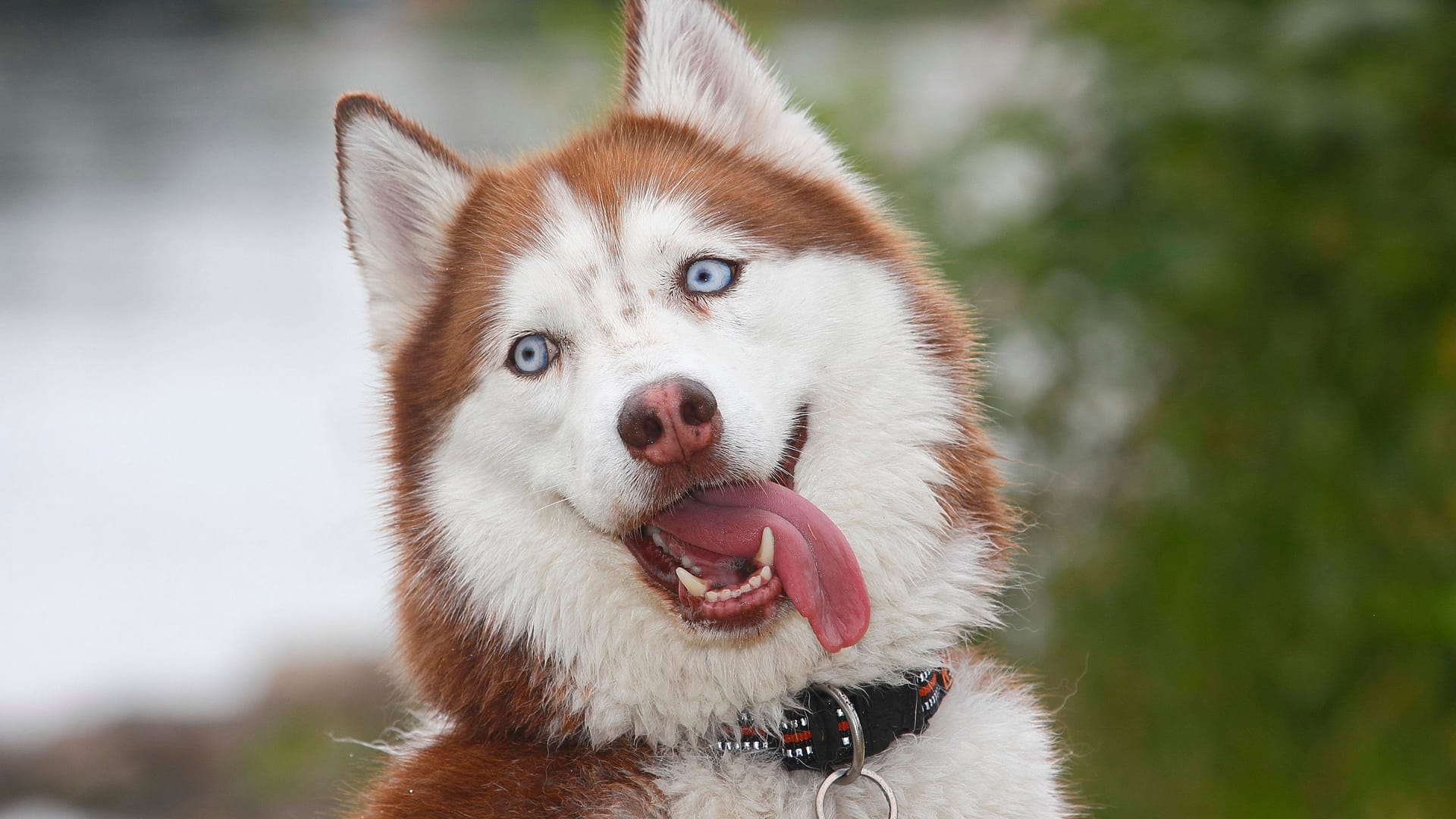 Ein Husky (Symbolfoto): Wieso die bisherigen Halter Lola nicht mehr haben wollten, ist vollkommen unklar.