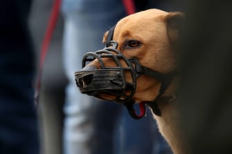 Ein Hund mit einem Maulkorb (Symbolbild): Das Tierheim in Troisdorf kann aktuell keine Hunde mehr aufnehmen.