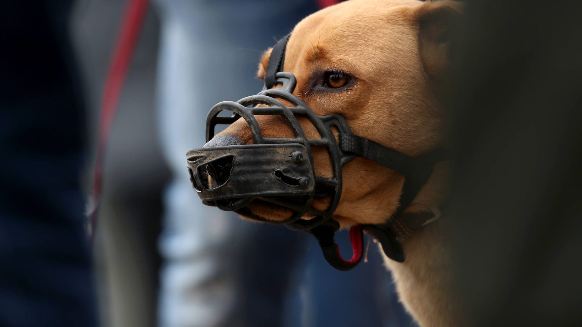 Ein Hund mit einem Maulkorb (Symbolbild): Das Tierheim in Troisdorf kann aktuell keine Hunde mehr aufnehmen.