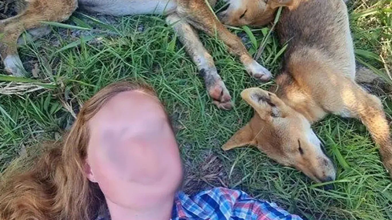 Eine Frau hatte sich neben schlafende Dingo-Welpen gelegt.