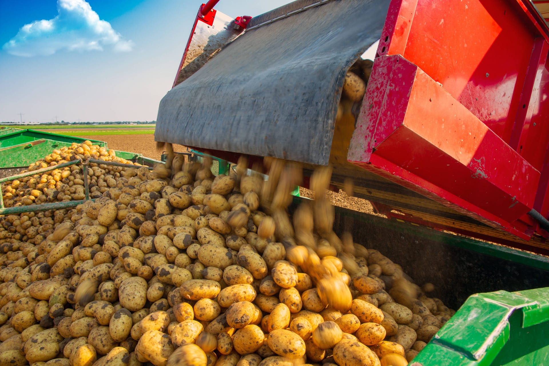 Roden von Speisefrühkartoffeln: In diesem Jahr ist das Gemüse besonders teuer.