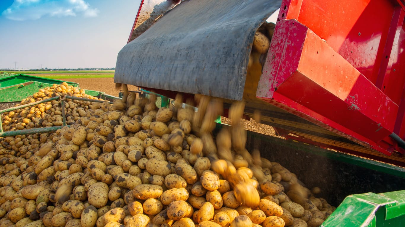 Roden von Speisefrühkartoffeln: In diesem Jahr ist das Gemüse besonders teuer.