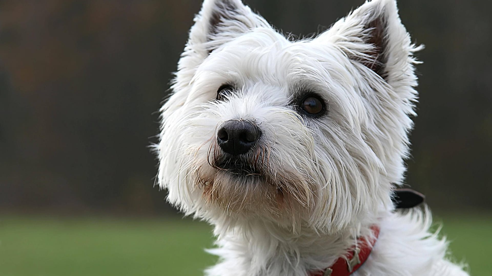 Ein Westhighland-Terrier (Symbolbild): Das Tierheim verabschiedet sich von "Milou".