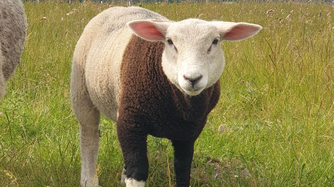 Der junge Schafsbock "Pulli": Um seinen Namen gibt es jetzt viel Wirbel.