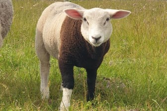 Der junge Schafsbock "Pulli": Um seinen Namen gibt es jetzt viel Wirbel.