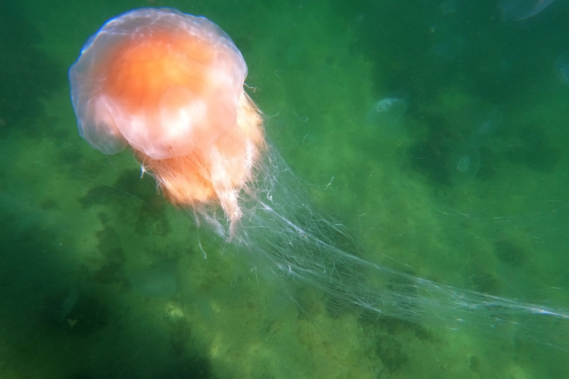 Eine Feuerqualle schwimmt in der Ostsee: Mehrere Badegäste klagten über Verbrennungen.