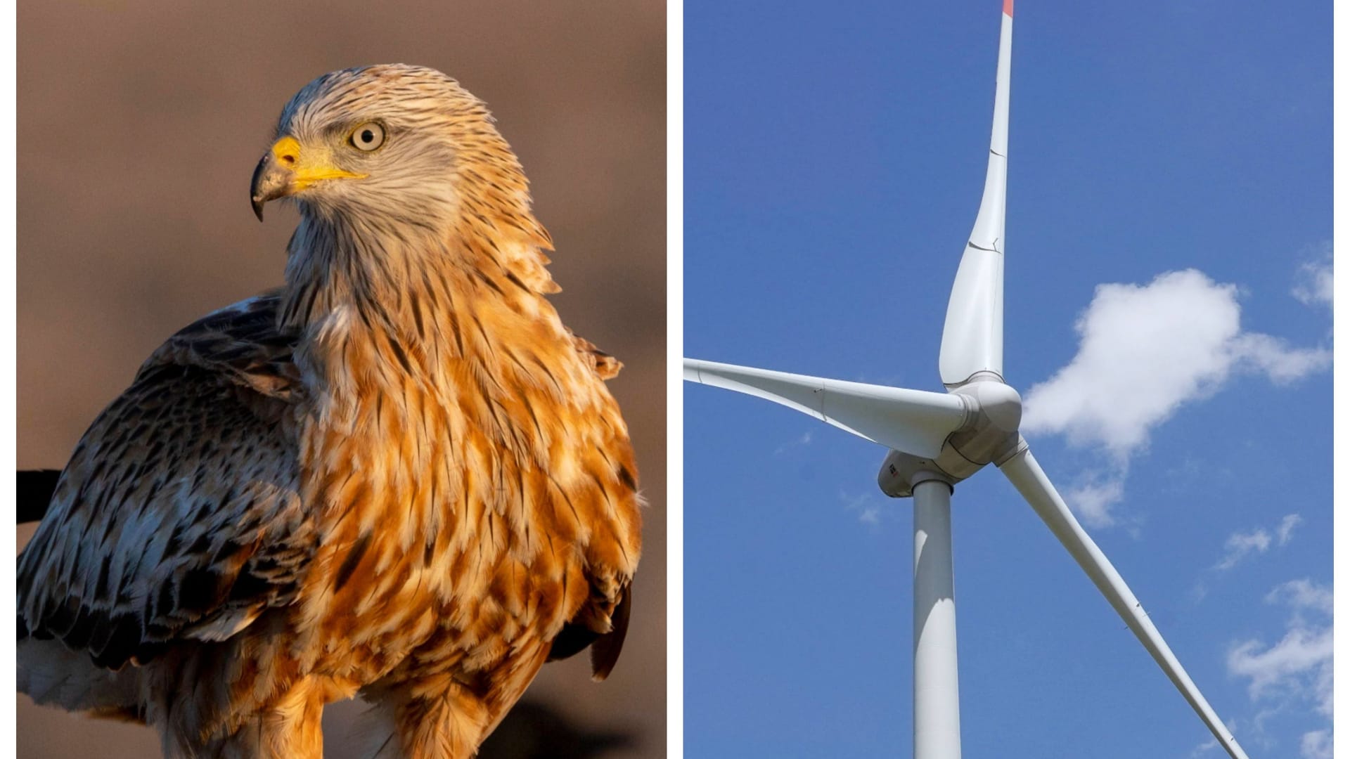 Ein Rotmilan hält nach Beute Ausschau (Symbolbild): Naturschützer haben Klage gegen die Genehmigung von Windrädern im Landkreis Landsberg Klage eingereicht.