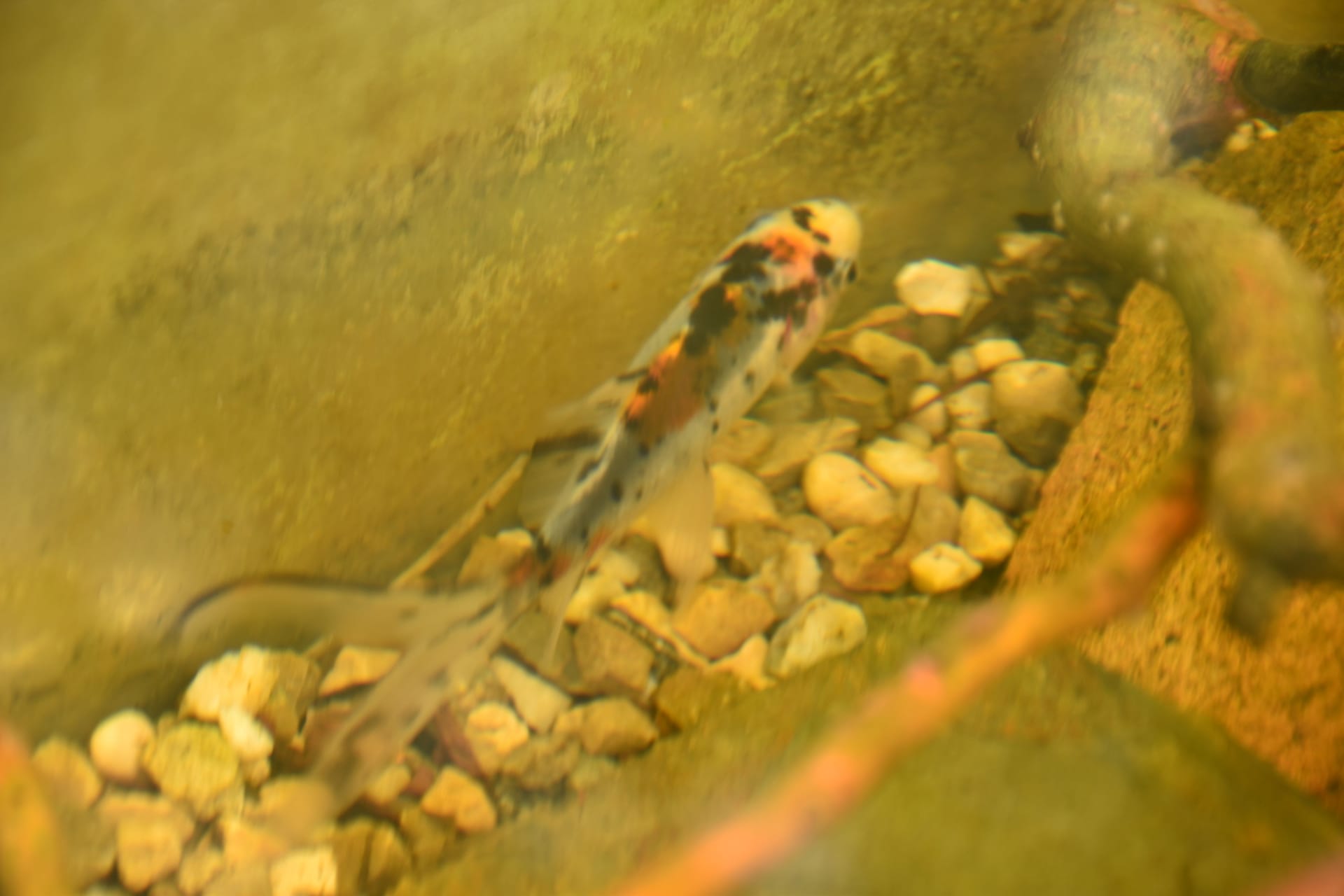 Der Goldfisch Francesco im Aquarium in der Reptilien-Auffangstation: Er wurde in einem Gurkenglas am Bahnhof stehen gelassen.