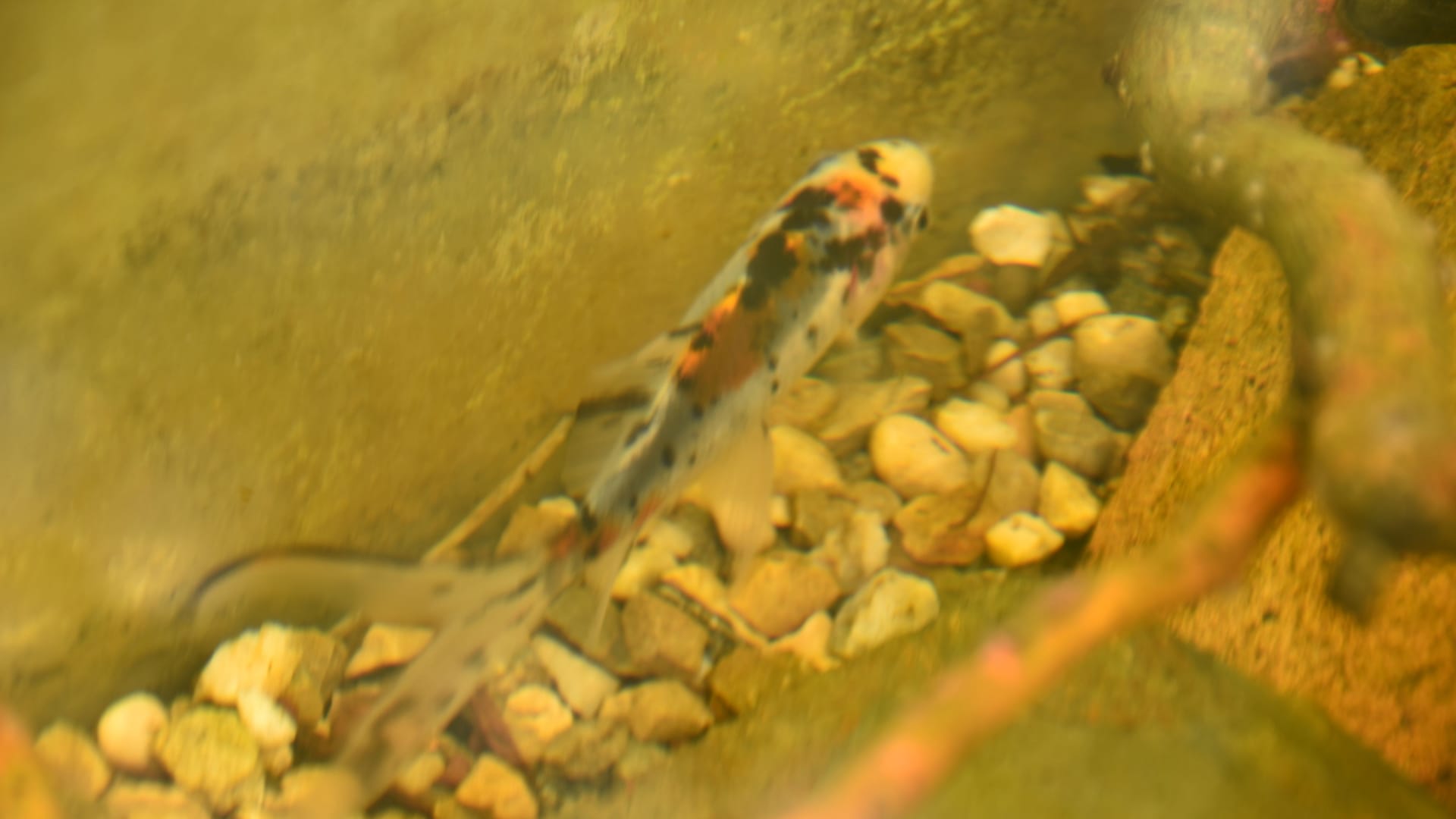 Der Goldfisch Francesco im Aquarium in der Reptilien-Auffangstation: Er wurde in einem Gurkenglas am Bahnhof stehen gelassen.